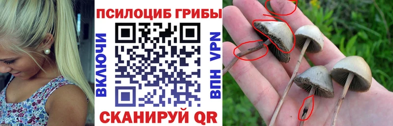 Галлюциногенные грибы Psilocybe Губкинский